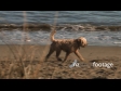 Fluffy Dog at Beach 2877